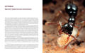 Изображение Приключения среди муравьев. Путешествие по земному шару с триллионами суперорганизмов