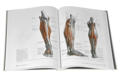 Изображение Образ человека. Учебник и практическое руководство по пластической анатомии для художников