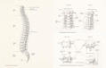 Изображение Основы анатомии человека. Наглядное руководство для художников  / Роберто Ости /