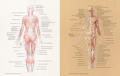 Изображение Основы анатомии человека. Наглядное руководство для художников  / Роберто Ости /
