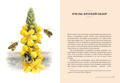  Зображення Пчелы. Что человек и пчела значат друг для друга 