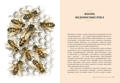  Зображення Пчелы. Что человек и пчела значат друг для друга 