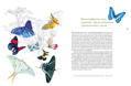  Зображення Бабочки. Основы систематики, среда обитания, жизненный цикл и магия совершенства 